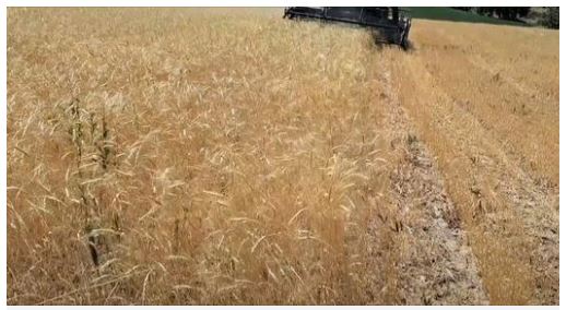 Le régime iranien doit 1,1 quadrillion de rials aux producteurs de blé